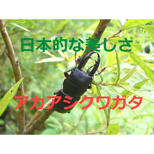 日本的な美しさ アカアシクワガタの生態 採集 観察 飼育方法を紹介 ネット生物図鑑 ペット 動物 昆虫 生き物の生態や飼い方を紹介