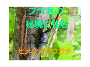 ブナ林の秘境に住む ヒメオオクワガタの生態 採集 観察 方法 飼育方法を紹介 ネット生物図鑑 ペット 動物 昆虫 生き物の生態や飼い方を紹介