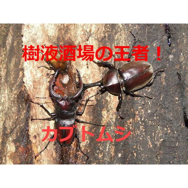 樹液酒場の王者！カブトムシの生態・採集（観察）方法・飼育方法を紹介