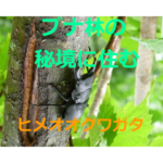 ブナ林の秘境に住む！ヒメオオクワガタの生態・採集（観察）方法・飼育方法を紹介