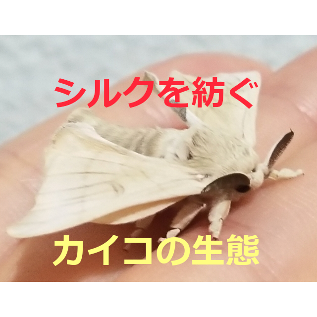 シルクを紡ぐ~カイコの生態と飼育方法 かつての日本の主産業【養蚕】を支えたお蚕様 | ネット生物図鑑〜ペット・動物・昆虫・生き物の生態や飼い方を紹介〜