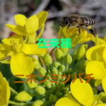 養蜂～二ホンミツバチの生態について紹介 【蜂球】