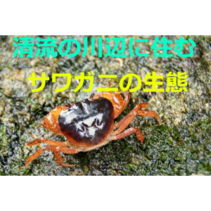 子どもに大人気 サワガニの生態 採集方法 飼育方法を紹介 ネット生物図鑑 ペット 動物 昆虫 生き物の生態や飼い方を紹介