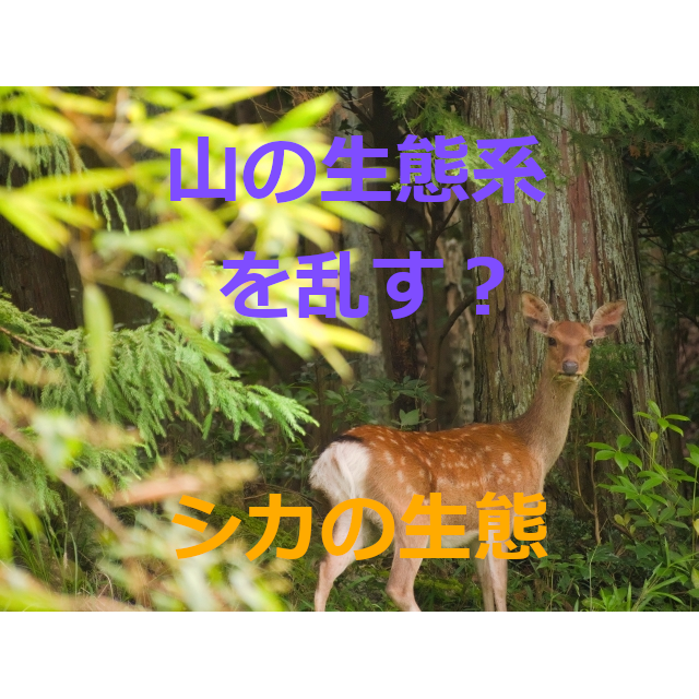 山の生態系には悪影響 ニホンジカ 鹿の生態を紹介 ネット生物図鑑 ペット 動物 昆虫 生き物の生態や飼い方を紹介 山の生態系には悪影響 ニホンジカ 鹿の生態を紹介 ネット生物図鑑 ペット 動物 昆虫 生き物の生態や飼い方を紹介