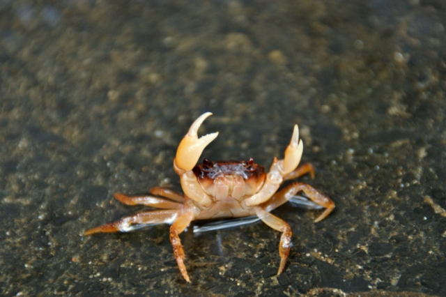 子どもに大人気~サワガニの生態・採集方法・飼育方法を紹介 | ネット生物図鑑〜ペット・動物・昆虫・生き物の生態や飼い方を紹介〜