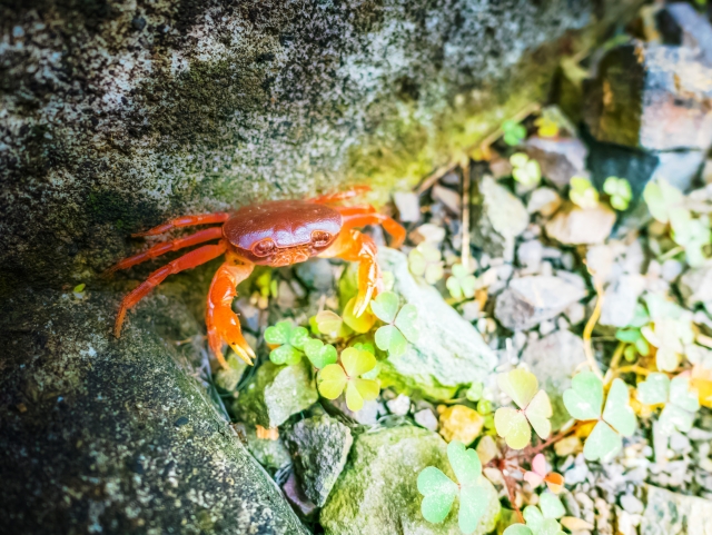 子どもに大人気~サワガニの生態・採集方法・飼育方法を紹介 | ネット生物図鑑〜ペット・動物・昆虫・生き物の生態や飼い方を紹介〜