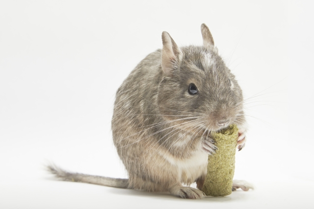 芸も覚えるネズミ～デグーの生態・飼育方法を紹介 | ネット生物図鑑〜ペット・動物・昆虫・生き物の生態や飼い方を紹介〜