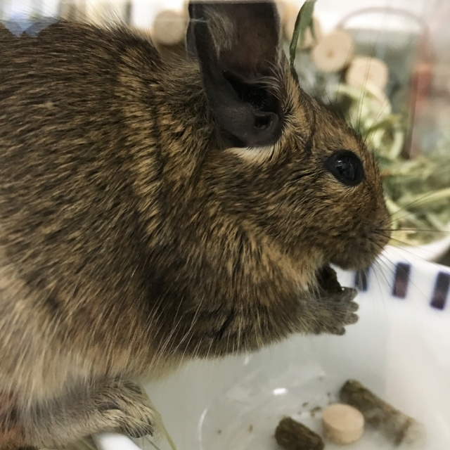 芸も覚えるネズミ～デグーの生態・飼育方法を紹介 | ネット生物図鑑〜ペット・動物・昆虫・生き物の生態や飼い方を紹介〜