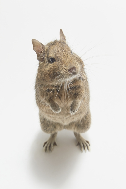 芸も覚えるネズミ～デグーの生態・飼育方法を紹介 | ネット生物図鑑〜ペット・動物・昆虫・生き物の生態や飼い方を紹介〜