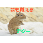 芸も覚えるネズミ～デグーの生態・飼育方法を紹介